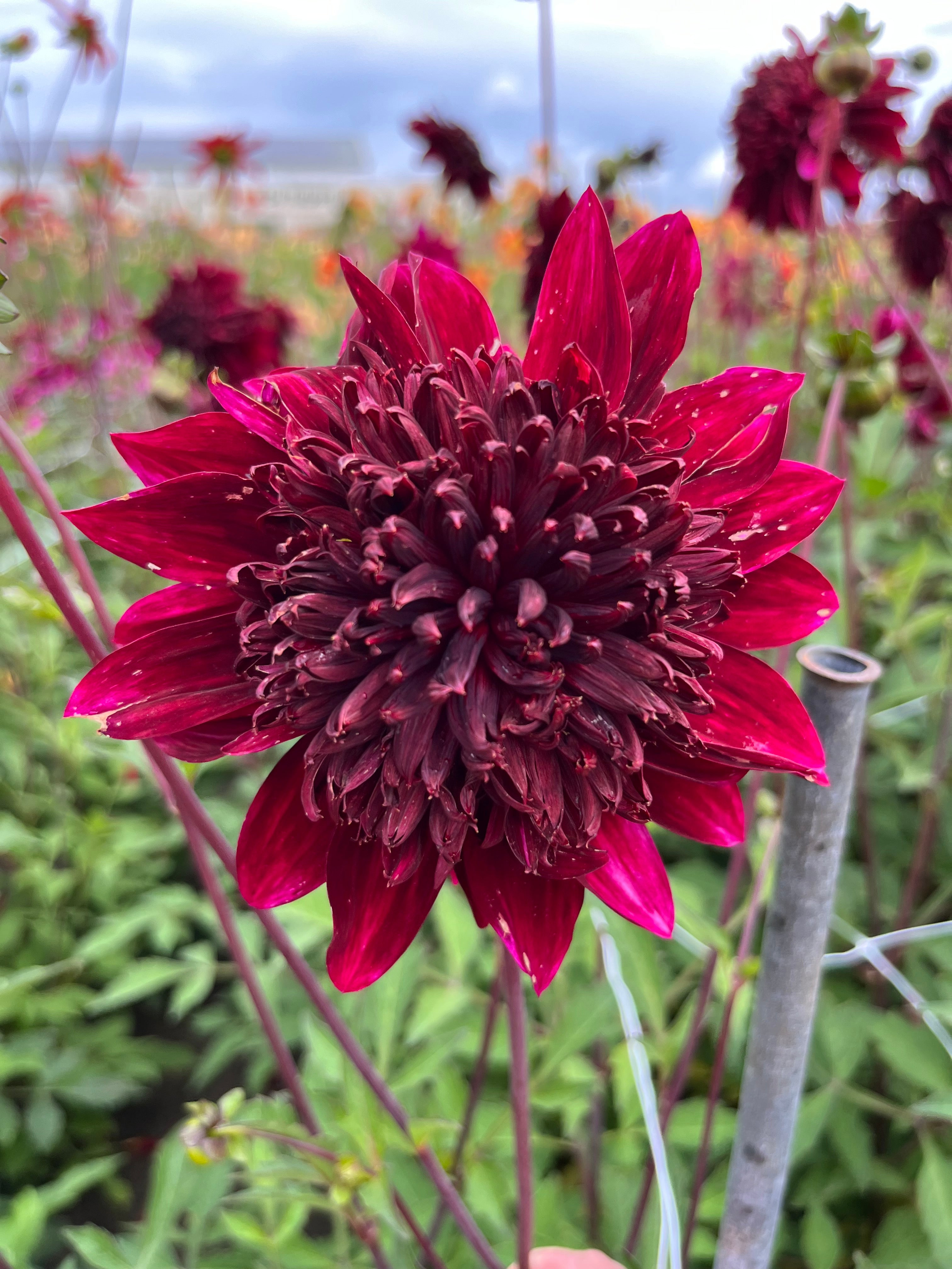 Dahlia 'Soulman'