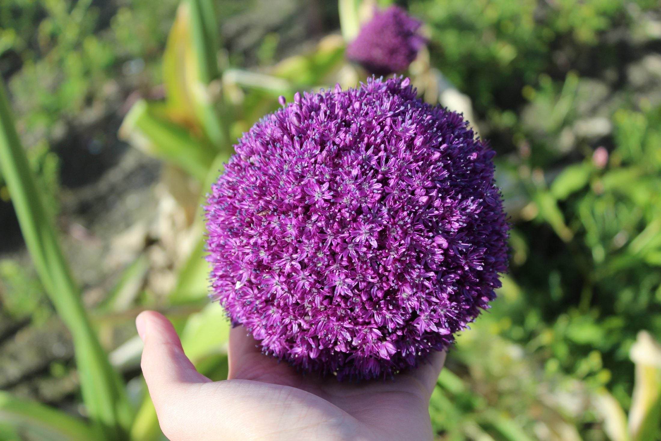 Allium 'Ambassador'