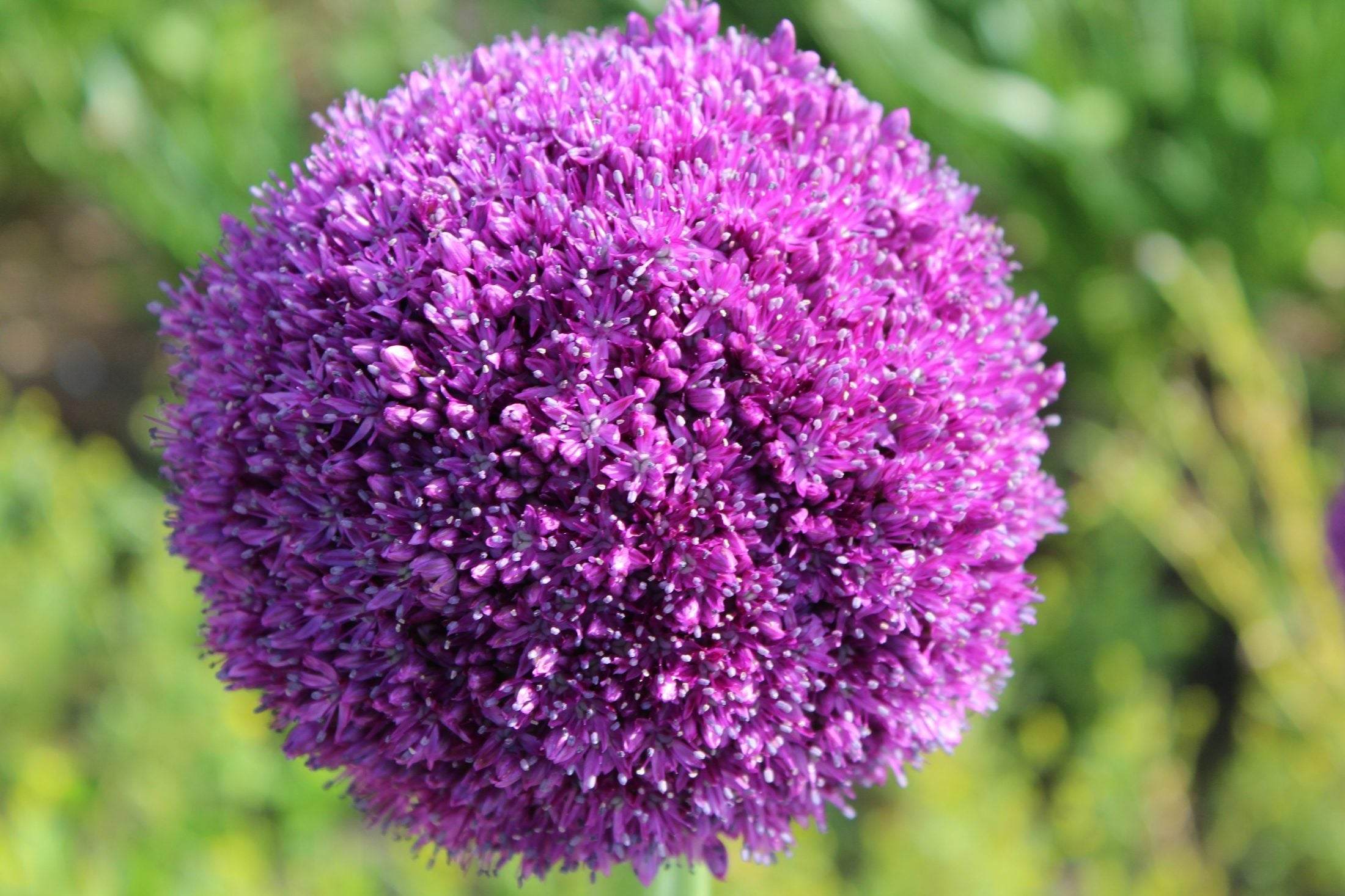 Allium 'Ambassador'