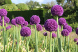 Allium 'Ambassador'