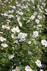 Anemone hybrida 'Honorine Jobert'