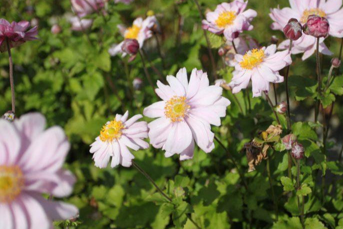 anemone-x-hybrida-mont-rose