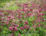 Astrantia ‘Moulin Rouge’