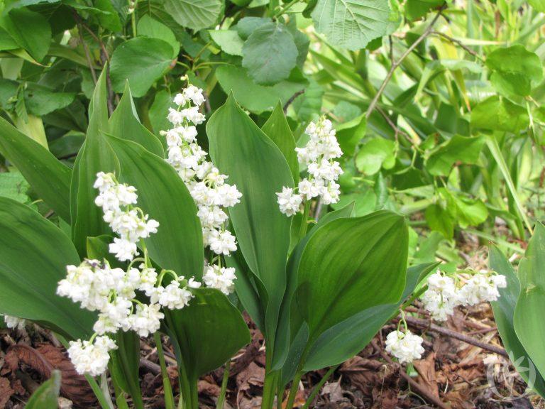 Convallaria majalis