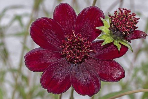 Cosmos atrosanguineus