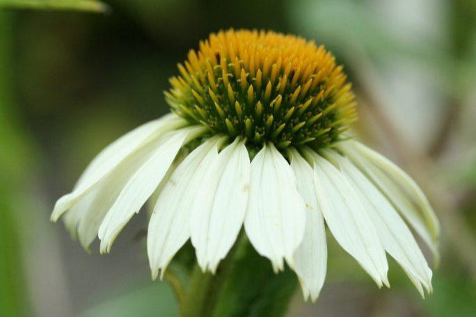 Echinacea purpurea 'White Swan'