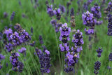 Lavandula angustifolia ‘Hidcote’