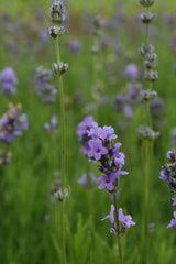 Lavandula angustifolia 'Munstead'