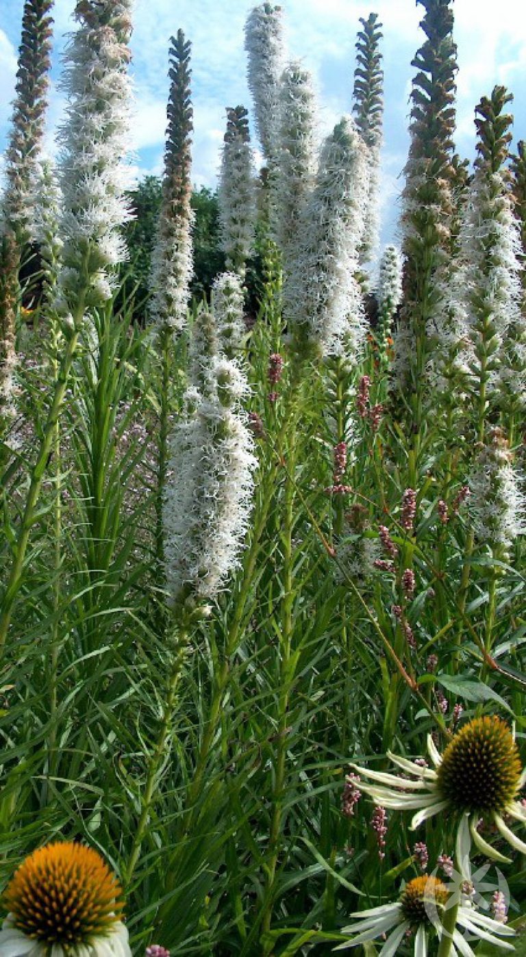 Liatris spicata 'Floristan Weiss'