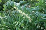 Polygonatum multiflorum